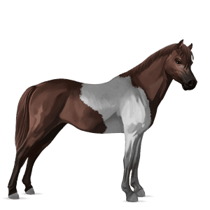 poník shetlandský pony ryšiak tobiano