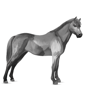 poník connemarský pony svetlošedý
