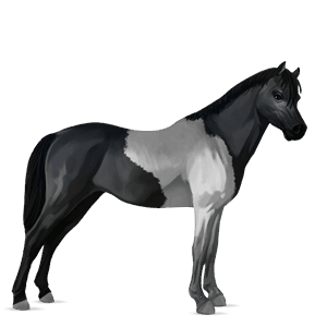 poník shetlandský pony gaštanový