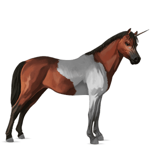 jednorožcový poník belgický jazdecký pony hnedák