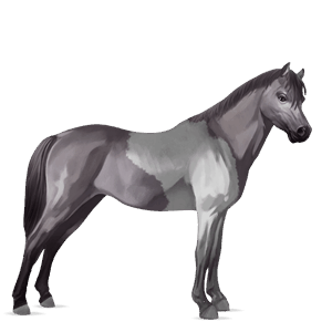 poník shetlandský pony hnedák
