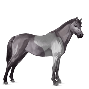 poník shetlandský pony škvrnitý šedý