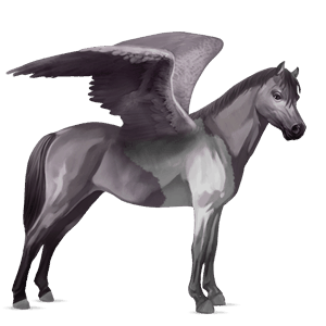 pegasový poník connemarský pony škvrnitý šedý