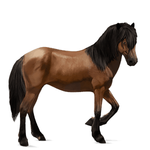 poník waleský pony hnedák