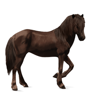 jazdecký kôň quarter horse Čierny