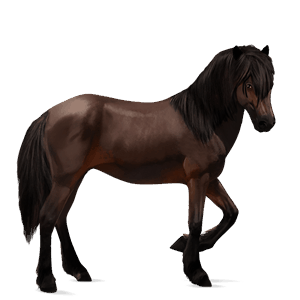 jazdecký kôň americký paint horse hnedák tovero