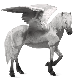 jazdecký pegas shagya arabian svetlošedý