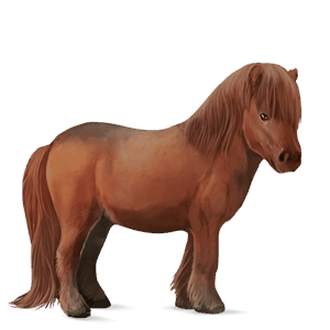 poník shetlandský pony gaštanový