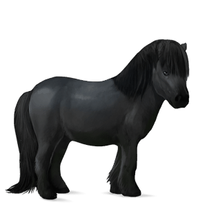 poník shetlandský pony čierny ryšiak