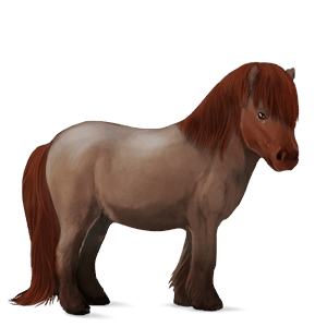 poník shetlandský pony červený beluš