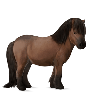 poník shetlandský pony tmavý hnedák