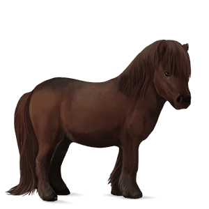 poník waleský pony tmavý hnedák