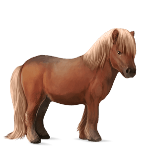 poník shetlandský pony gaštanový tobiano