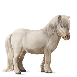 poník shetlandský pony gaštanový
