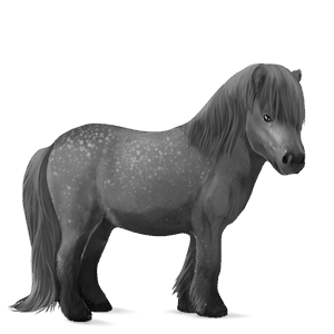 poník shetlandský pony škvrnitý šedý