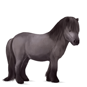 poník shetlandský pony škvrnitý šedý