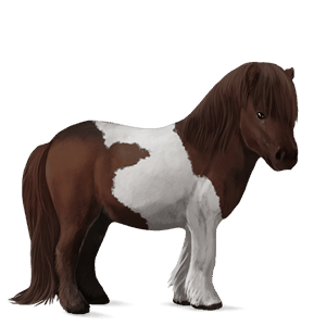 poník shetlandský pony škvrnitý šedý