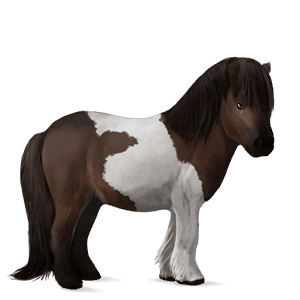poník shetlandský pony tmavý hnedák tobiano