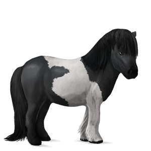 poník shetlandský pony čierny tobiano