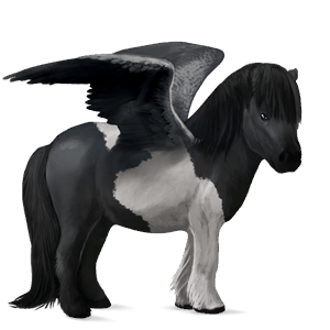 pegasový poník shetlandský pony čierny tobiano