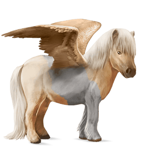 pegasový poník shetlandský pony cremello