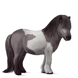 poník shetlandský pony myšací šedý tobiano
