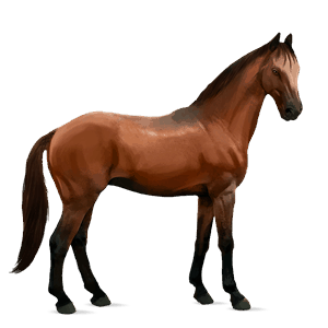 jazdecký kôň shagya arabian škvrnitý šedý