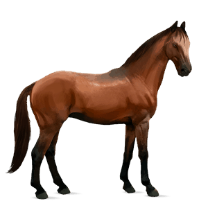 jazdecký kôň hannoverský kôň gaštanový
