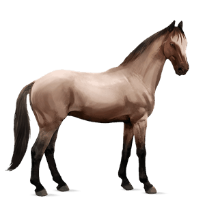 jazdecký kôň anglický plnokrvník beluš