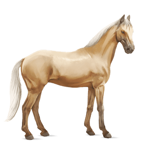 jazdecký kôň anglický plnokrvník palomino