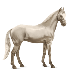 jazdecký kôň Írsky lovecký kôň cremello