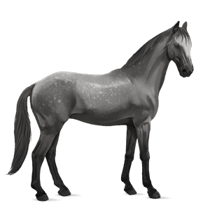 jazdecký kôň quarter horse tmavý hnedák