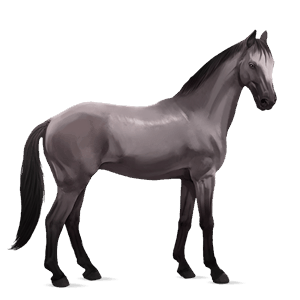 jazdecký kôň americký paint horse tmavý hnedák tobiano