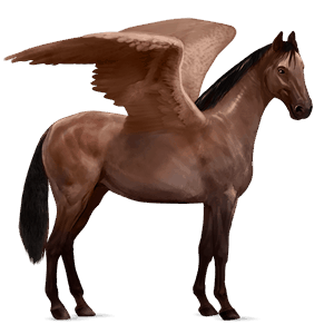 jazdecký pegas tmavý hnedák