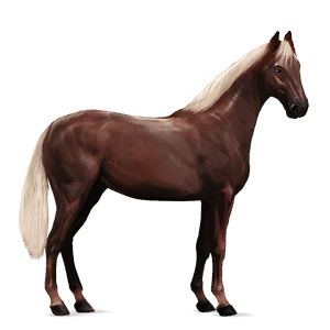 jazdecký kôň shagya arabian svetlošedý