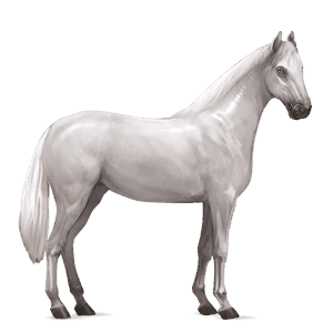 jazdecký kôň anglický plnokrvník cremello