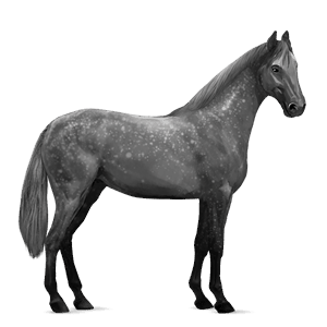 jazdecký kôň škvrnitý šedý