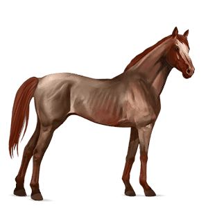 jazdecký kôň quarter horse svetlošedý