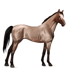 jazdecký kôň achaltekinský kôň myšací šedý