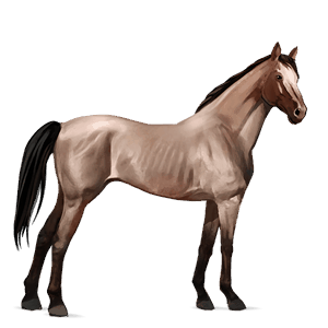 jazdecký kôň quarter horse svetlošedý