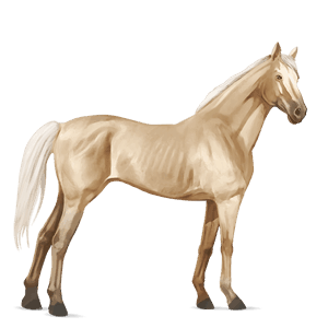 jazdecký kôň anglický plnokrvník palomino