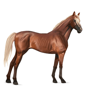 jazdecký kôň quarter horse hnedý ryšiak