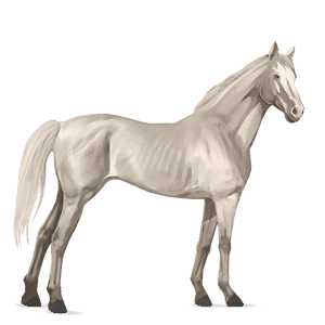 jazdecký kôň škvrnitý šedý
