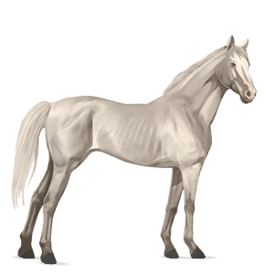 jazdecký kôň andalúzsky kôň palomino