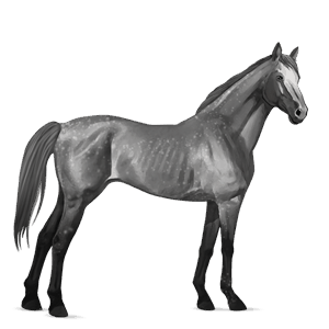 jazdecký kôň kwpn Čierny