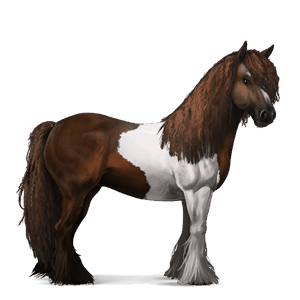 jazdecký kôň appaloosa čierny leopard