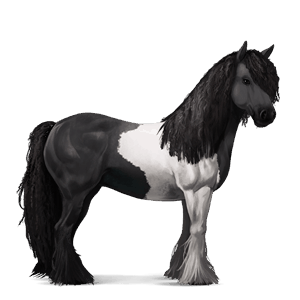 jazdecký kôň shagya arabian čierny