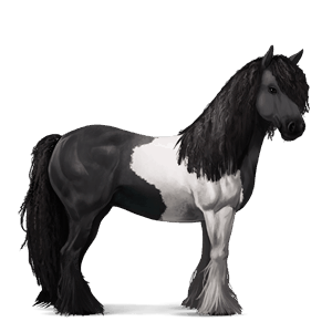 jazdecký kôň gypsy vanner čierny tobiano