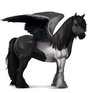 jazdecký pegas gypsy vanner čierny tobiano