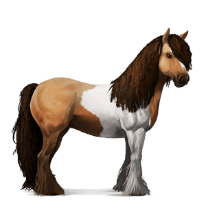 jazdecký kôň gypsy vanner tmavý hnedák tobiano